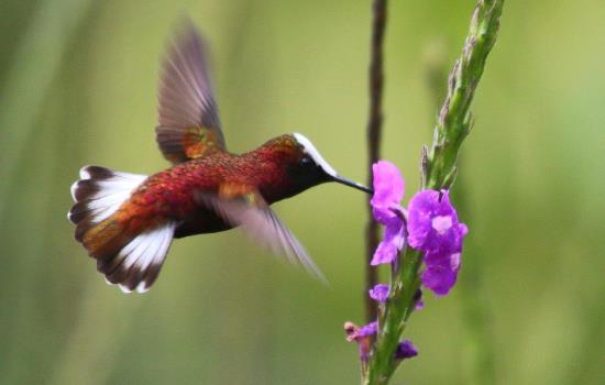 Stay at Rancho Naturalista, Costa Rica