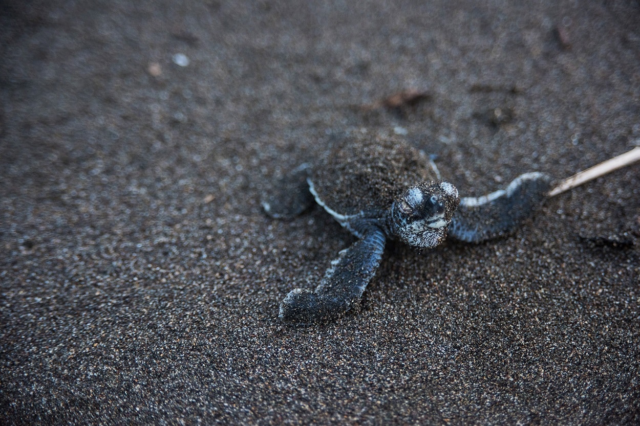 Best Costa Rica Sea Turtle Nesting Sites Where To Go When