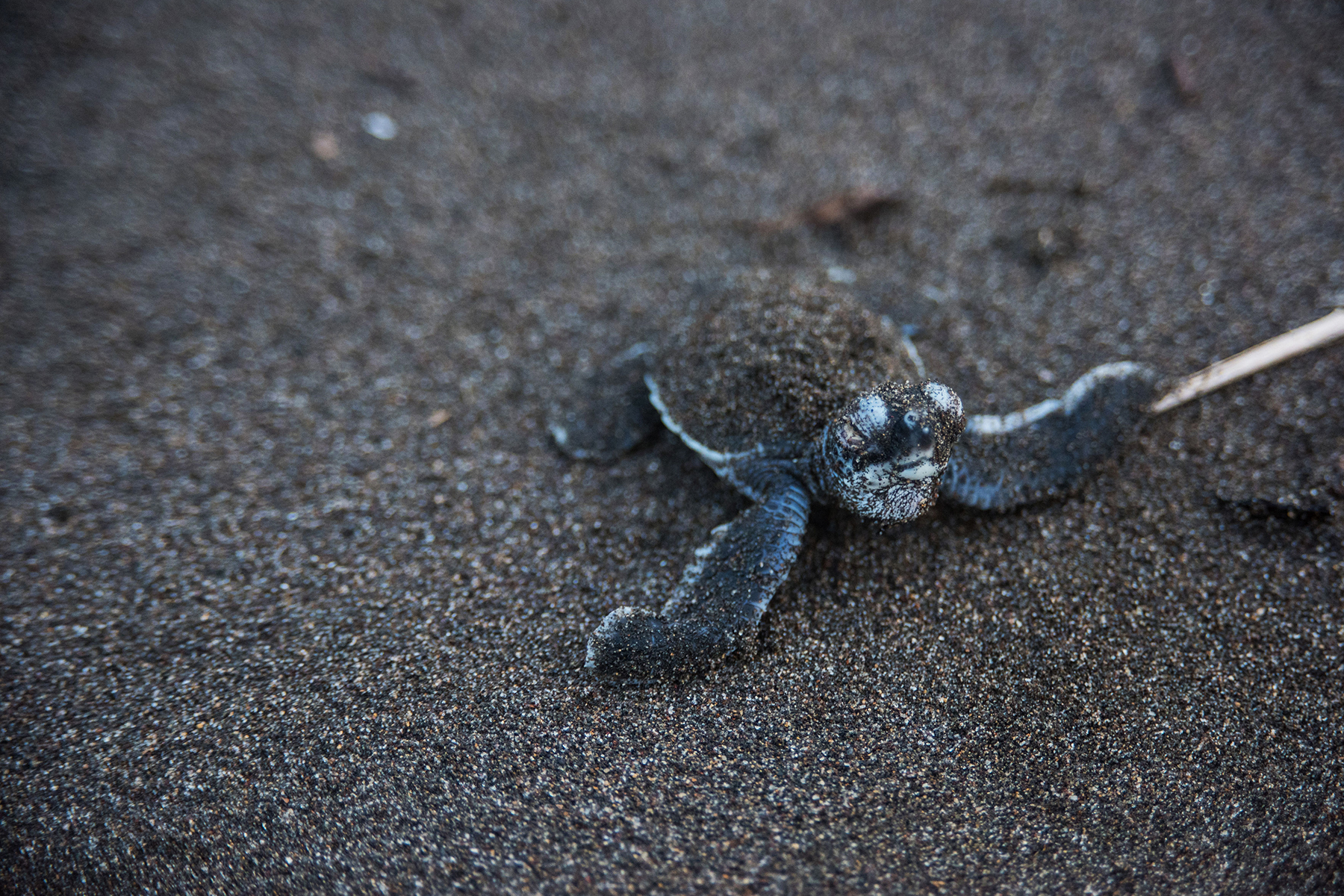 Best Costa Rica Sea Turtle Nesting Sites: Where To Go When