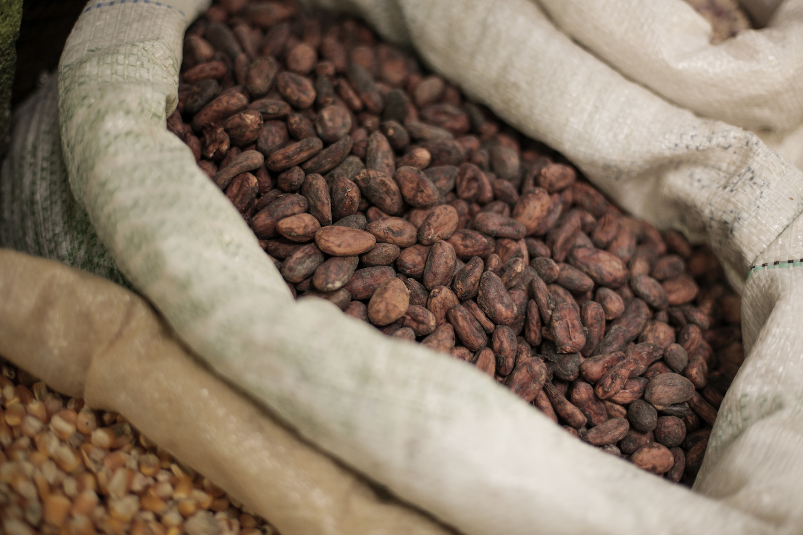 7 Best Costa Rica Coffee Plantation Tours