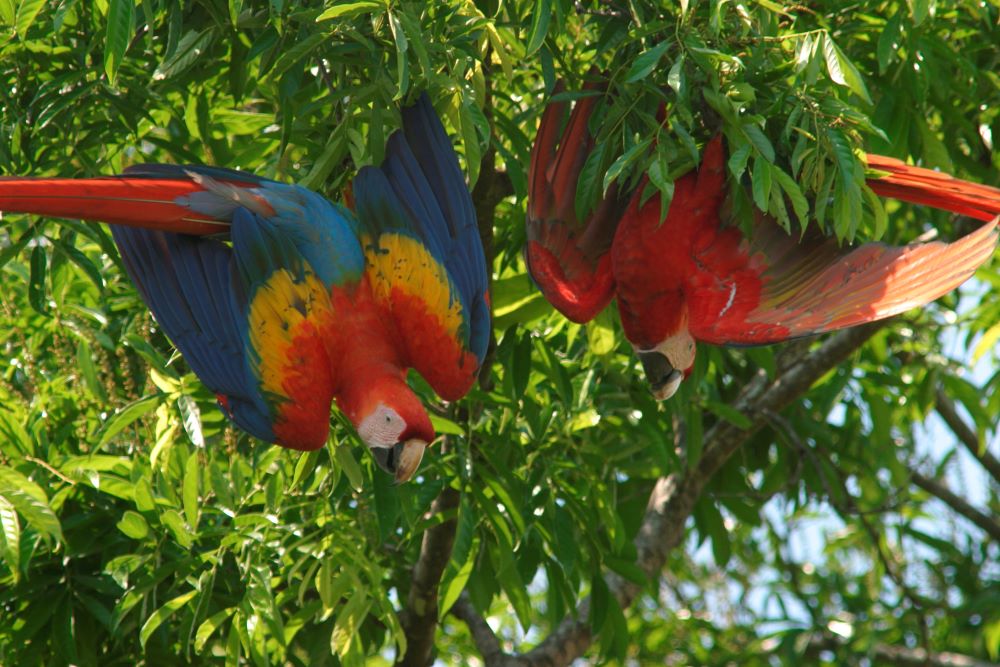 Carara National Park Guide Scarlet Macaw
