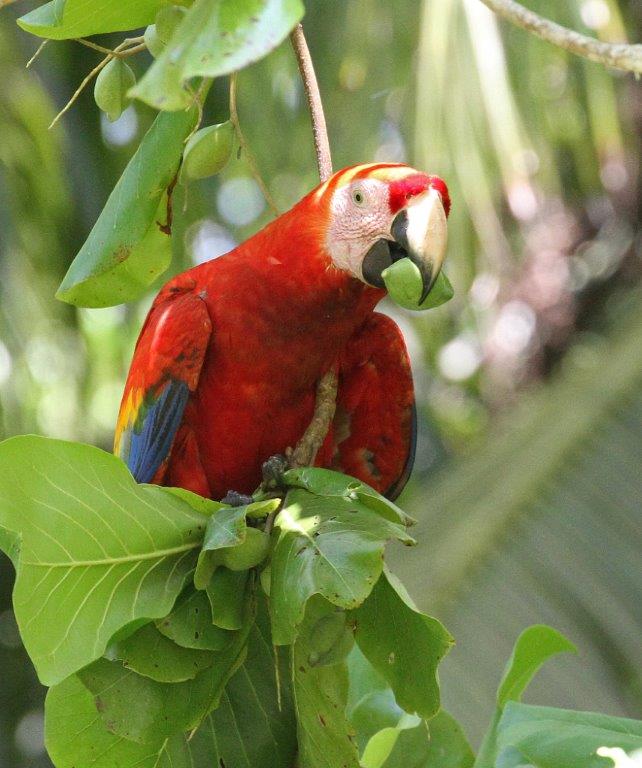 Carara National Park Guide Tour