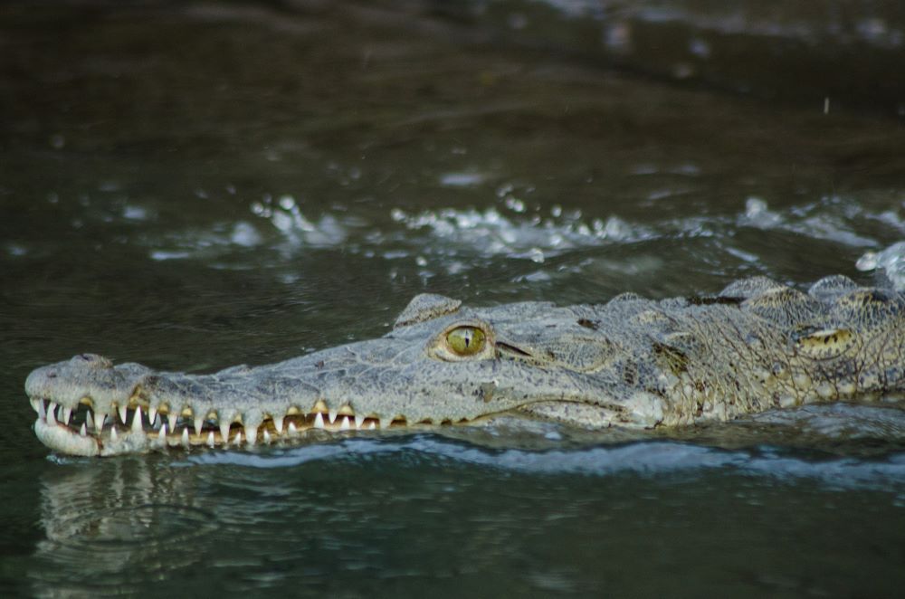 Visit Palo Verde National Park for Birding & Wetlands Crocodile
