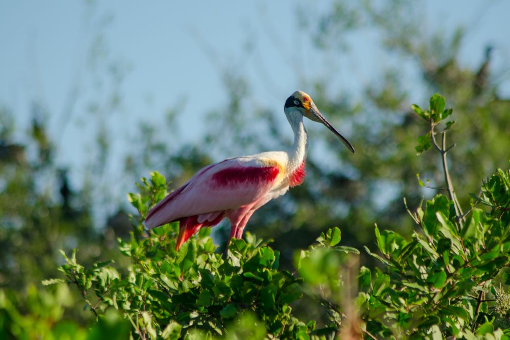 Visit Palo Verde National Park for Birding & Wetlands Roseate Spoonbill