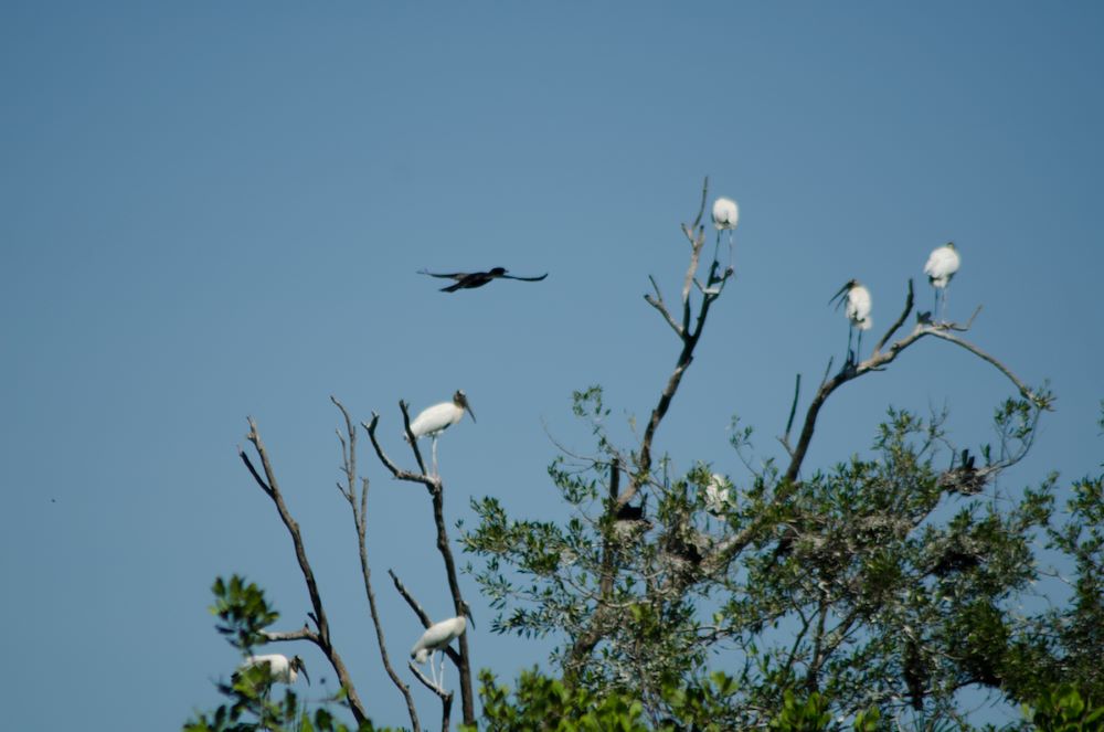 Visit Palo Verde National Park for Birding & Wetlands Wood Storks & Vulture