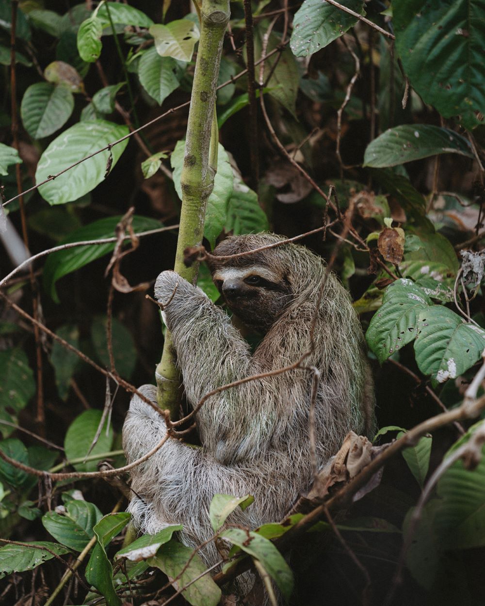 10 Costa Rica Must-Do Bucket List Experiences Wildlife