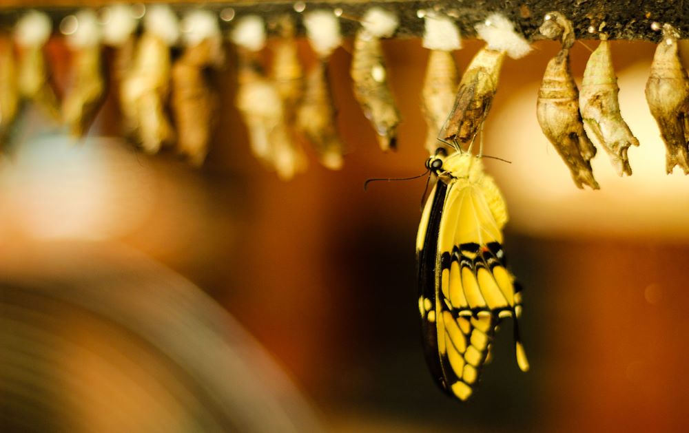 9 Costa Rica Family Vacation Ideas Butterfly Garden