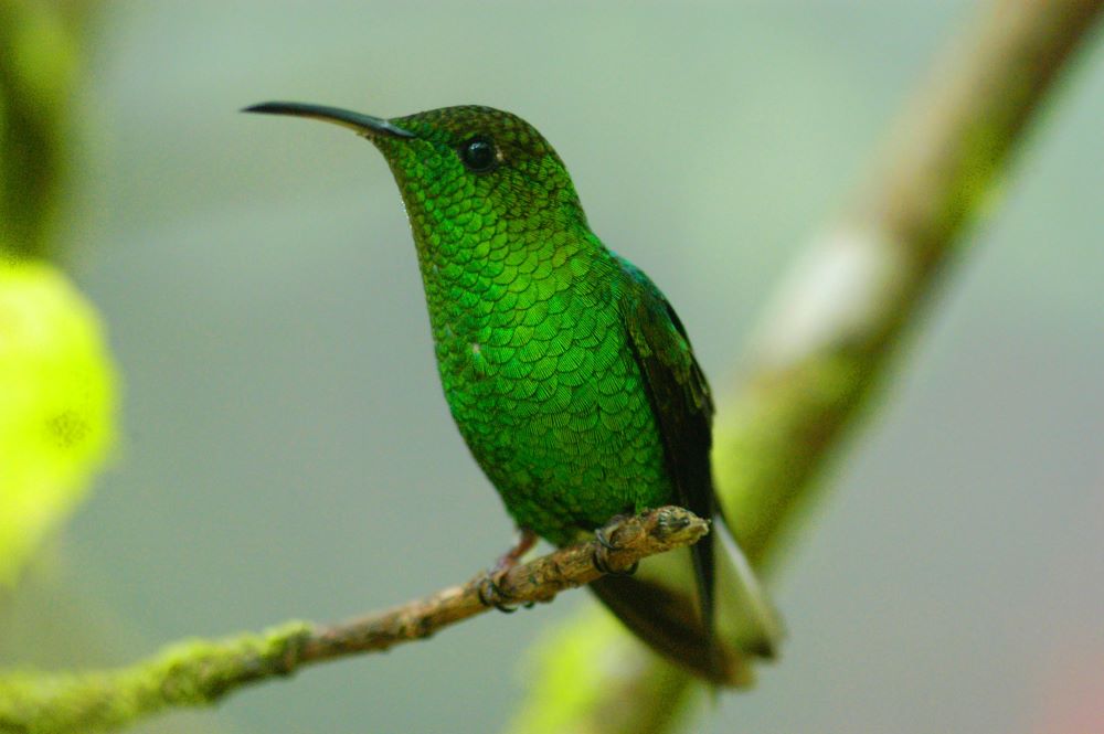 9 Costa Rica Family Vacation Ideas Diamante