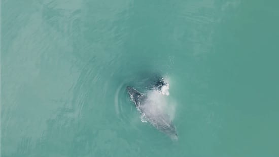 Whales in the Golfo Dulce