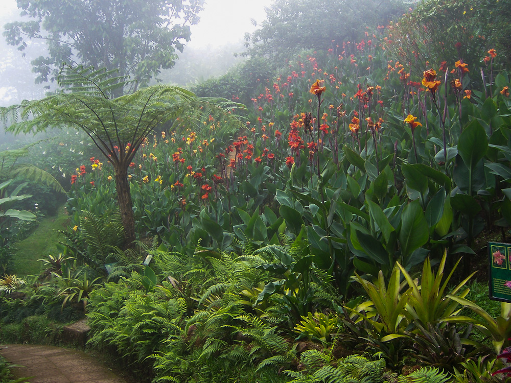 Best Time to Visit Costa Rica What to Expect Month by Month Flora