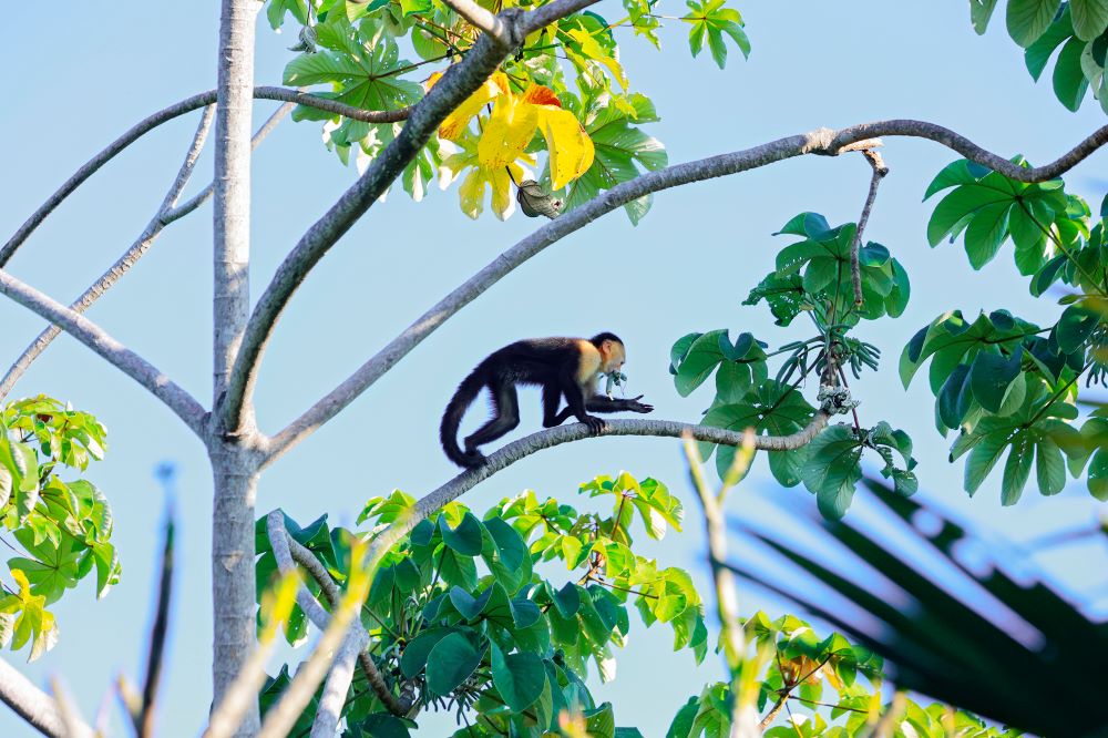 Costa Rica Rainy Season Guide Wildlife