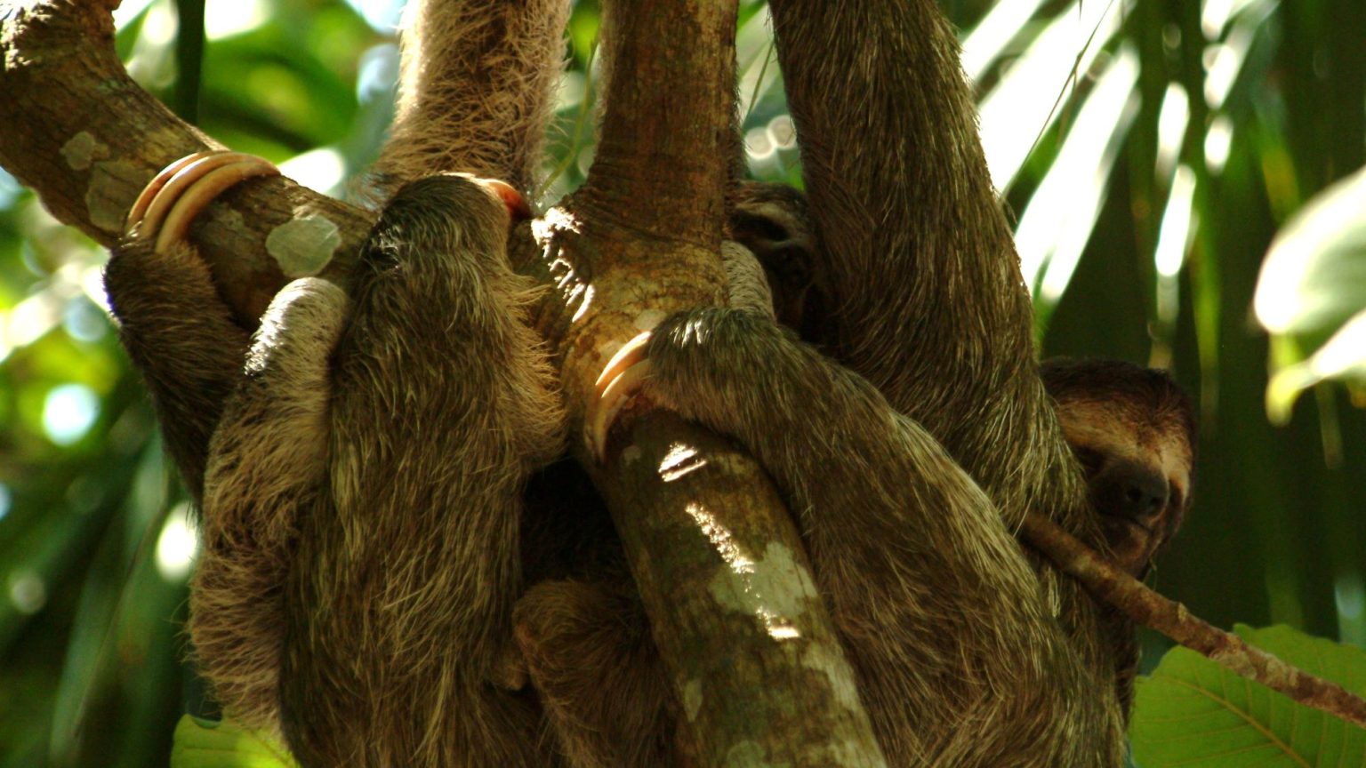Sloths In Costa Rica The Complete Guide to Sloths in Costa Rica