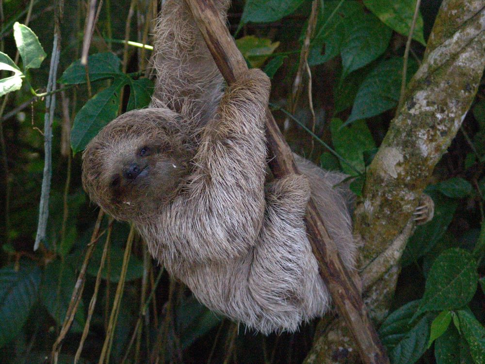The Complete Guide to Sloths in Costa Rica Brown-throated Sloth