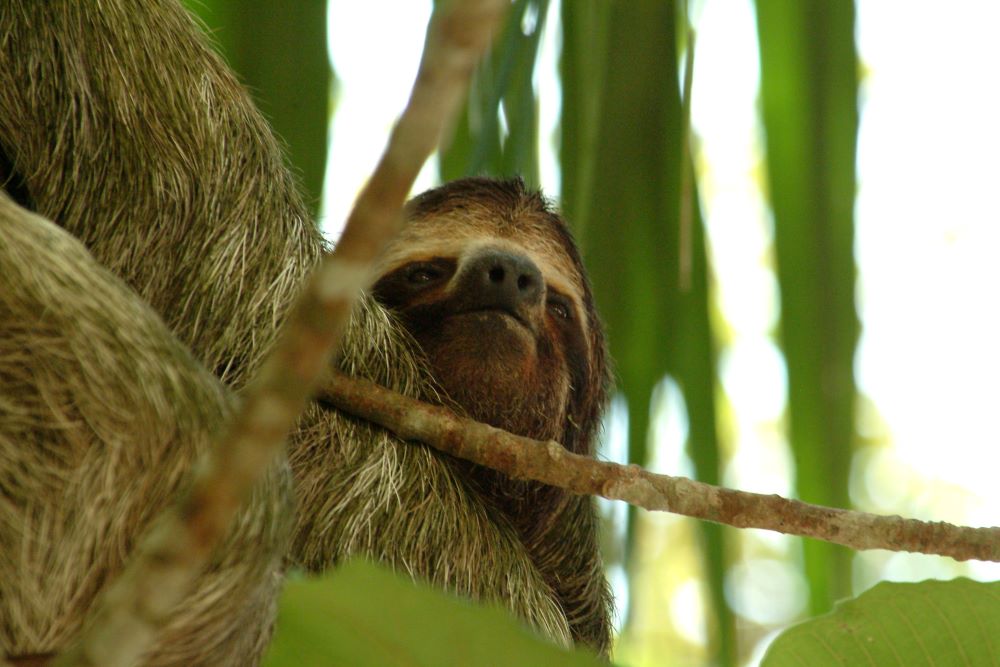 The Complete Guide to Sloths in Costa Rica Close Up