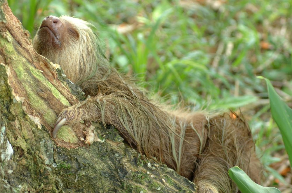 The Complete Guide to Sloths in Costa Rica Hoffman's Two-toed Sloth