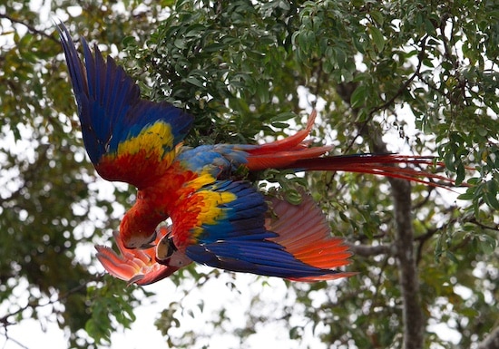 How To See The Most Wildlife in Costa Rica
