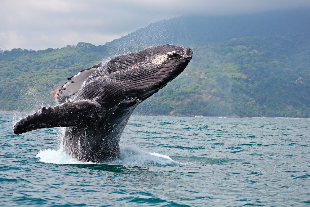 How to See The Most Wildlife in Costa Rica Humpback Kura