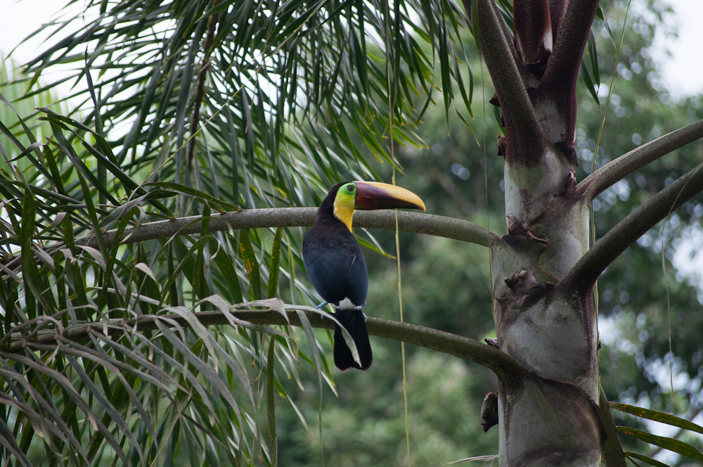 How to See The Most Wildlife in Costa Rica Yellow-throated Toucan