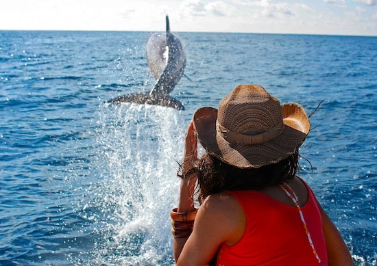 The wildlife seasons of Costa Rica from Copa del Arbol, Osa Peninsula