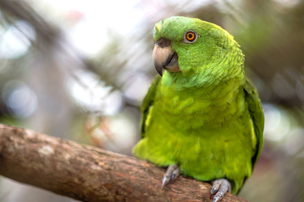 9 Top Tips For Easier Travel With Little Kids in Costa Rica Yellow-Naped Amazon Parrot