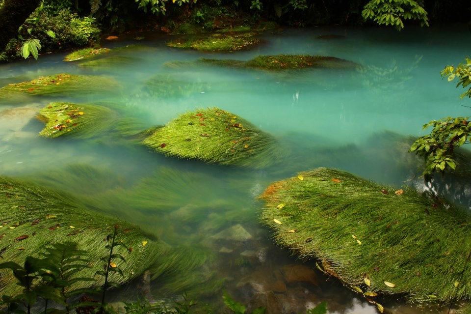 Rio Celeste Waterfall & Tenorio Volcano National Park Guide Water Plants