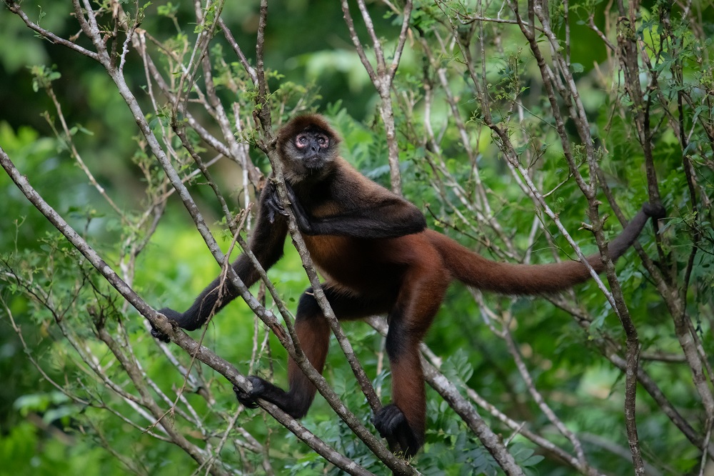 Visiting Costa Rica in October Spider Monkey