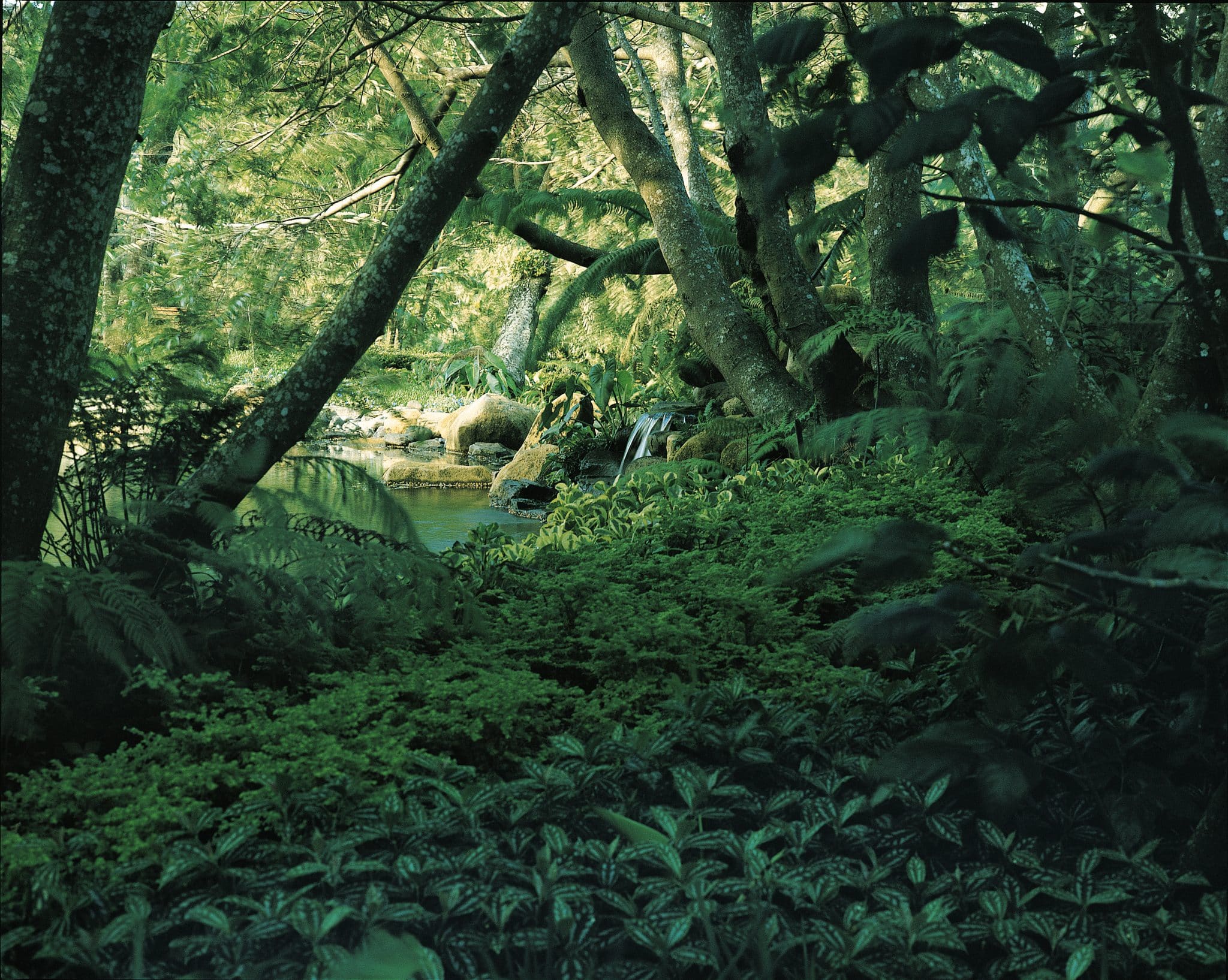 Cloud Forest
