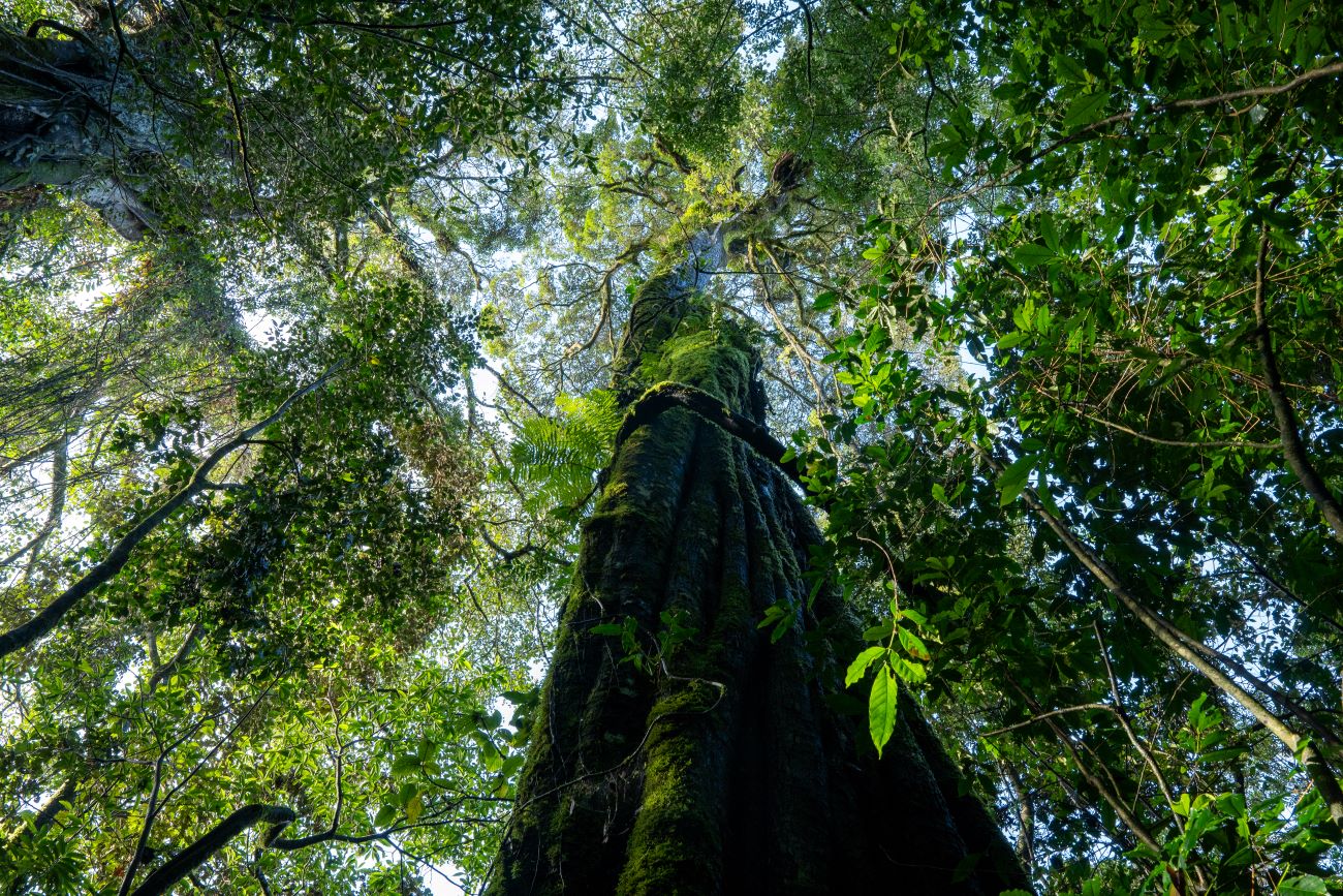 Costa Rica in December: An Expert Guide