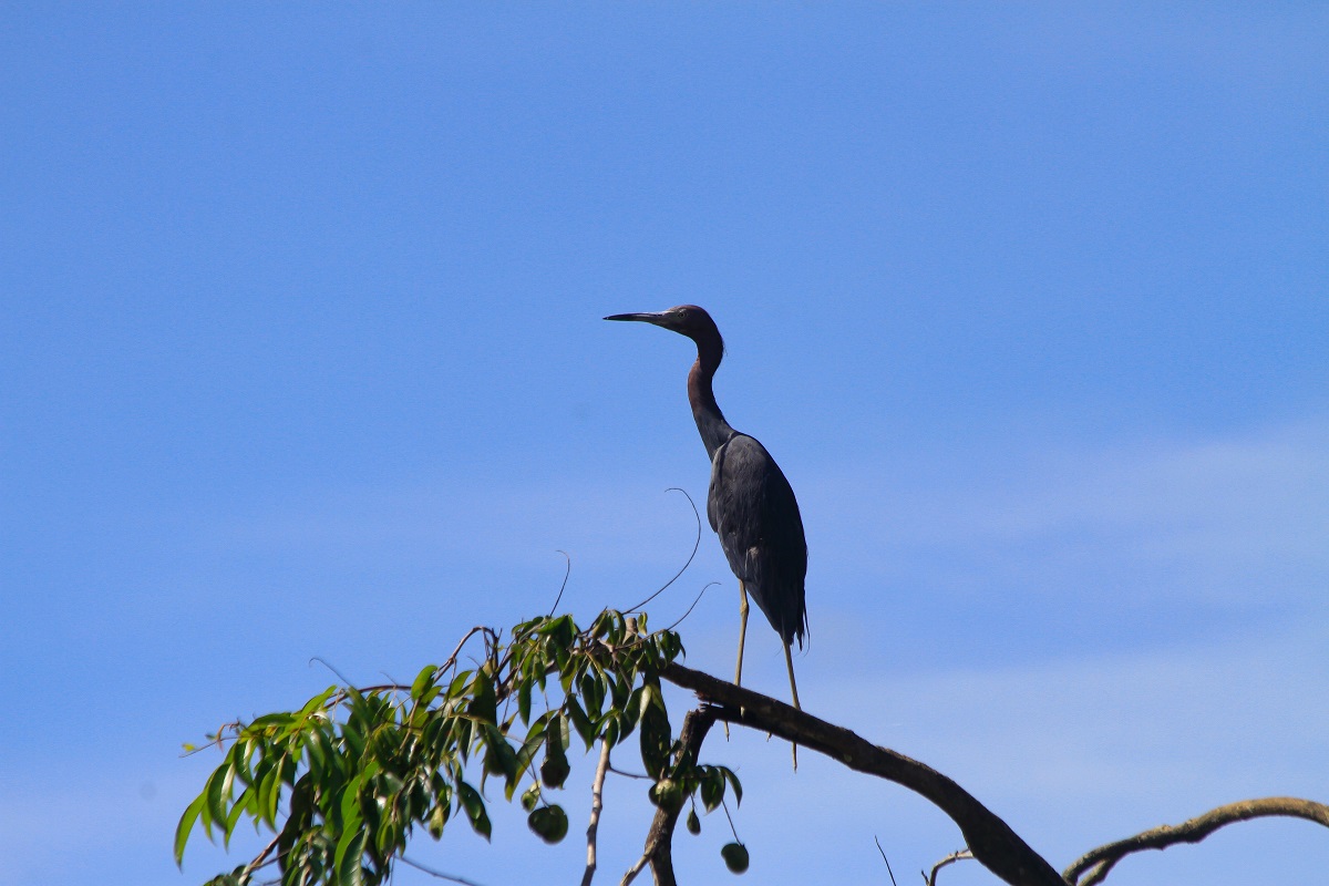 Costa Rica in December Heron Osa
