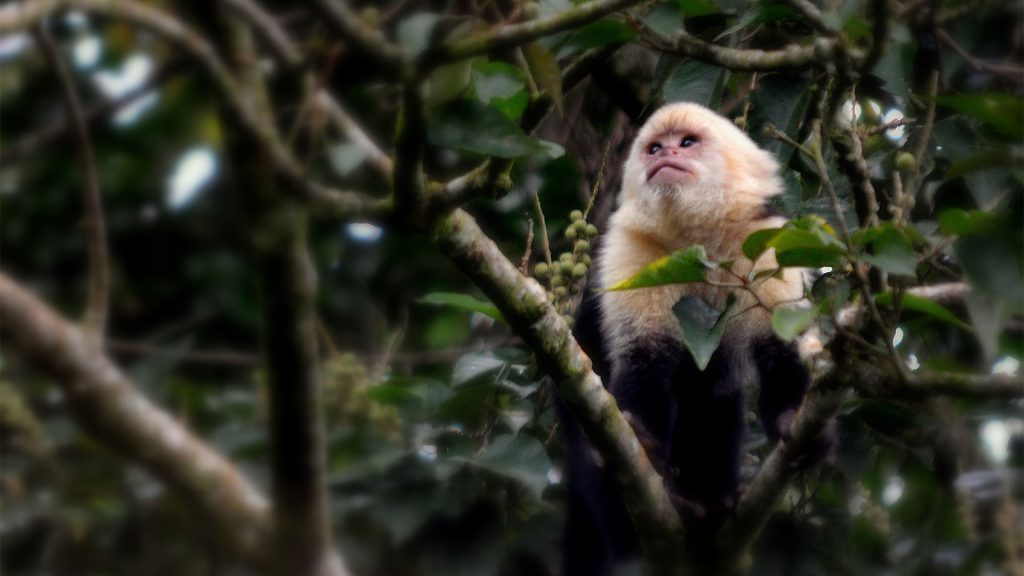 Capuchin Monkey in Ojochal