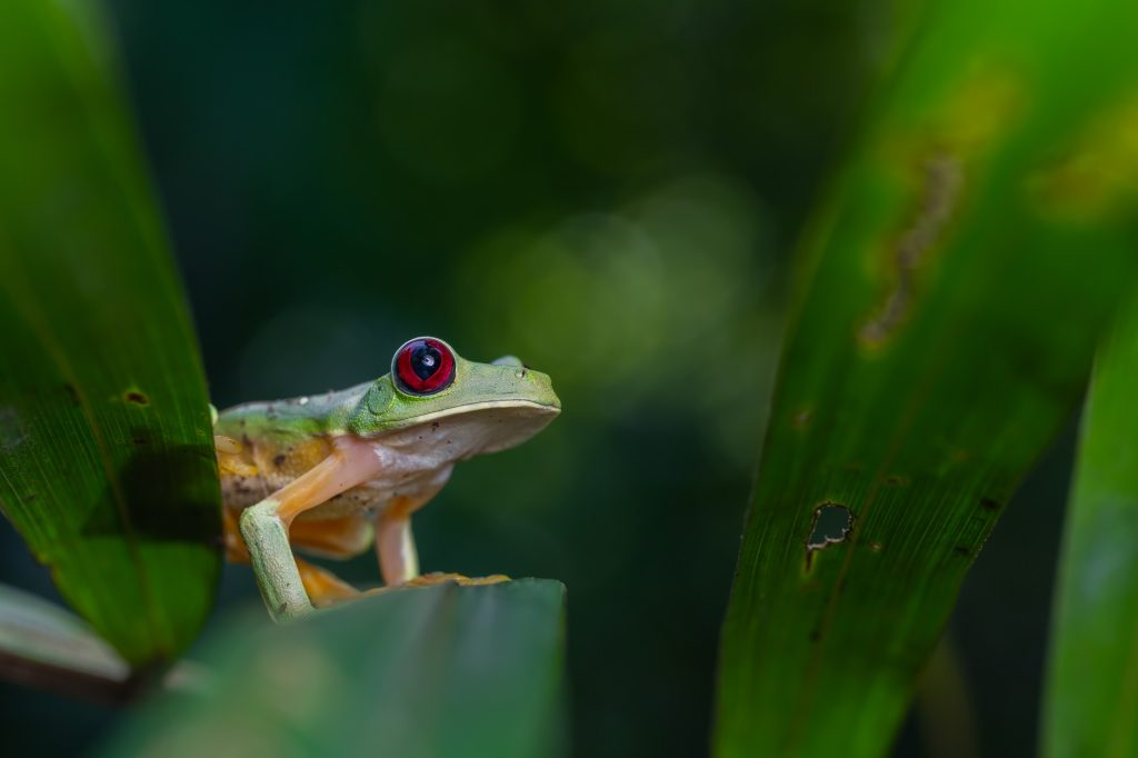 Puerto Jimenez Gliding Tree Frog