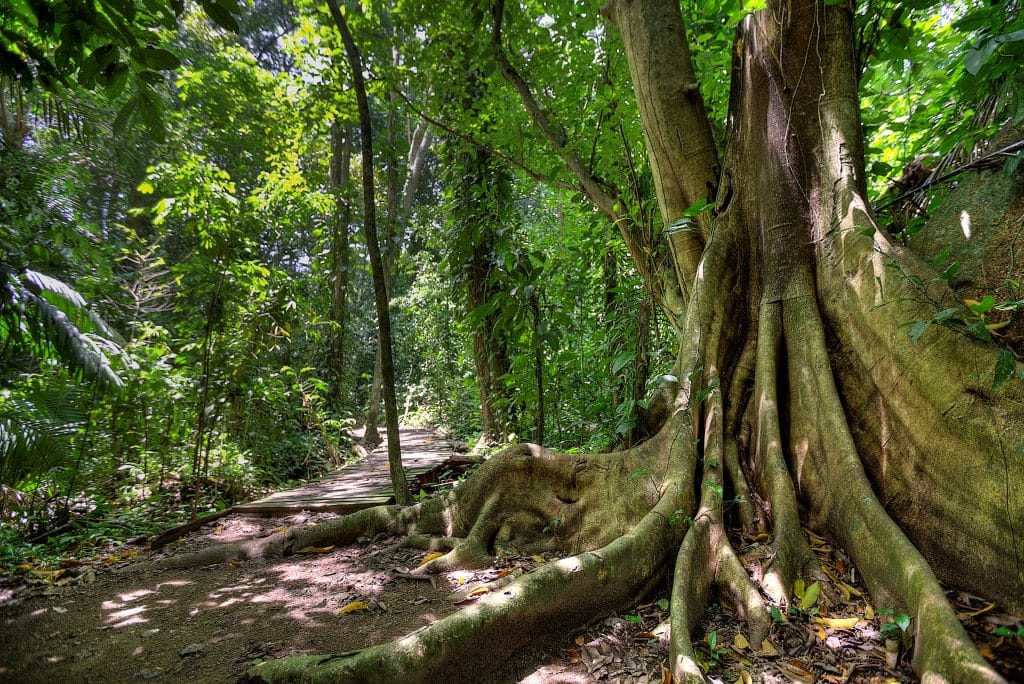 Hiking Trail near Dominical