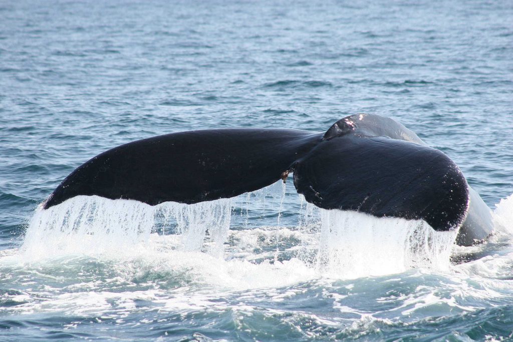 Marino Ballena National Park