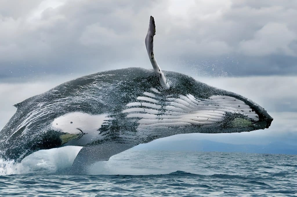 Whale Watching in Ojochal