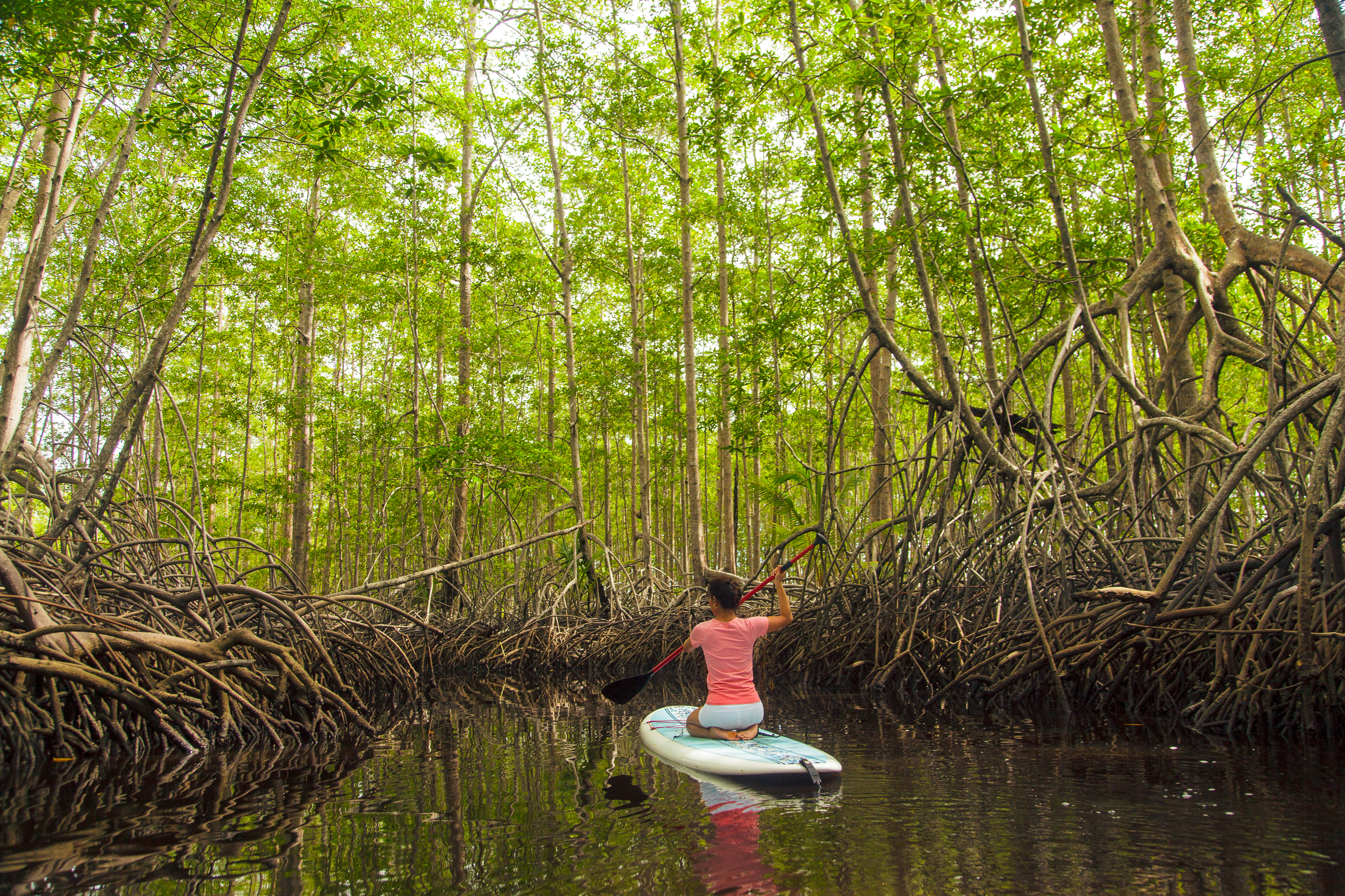 Dominical Mangrove Paddle Boarding