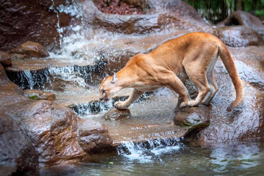 Wildlife Exhibit at La Paz Waterfall Gardens