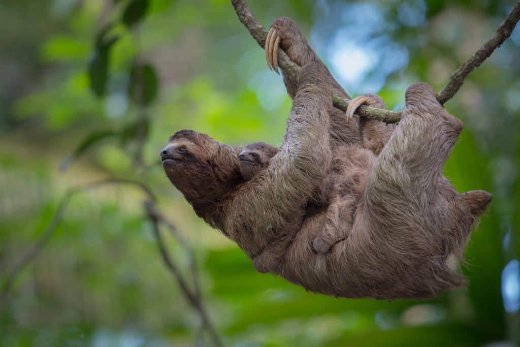 Sloth in Corcovado National Park near Dominical