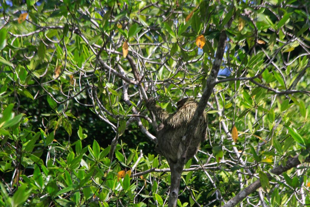 Three-toed Sloth in Corcovado National Park near Drake Bay