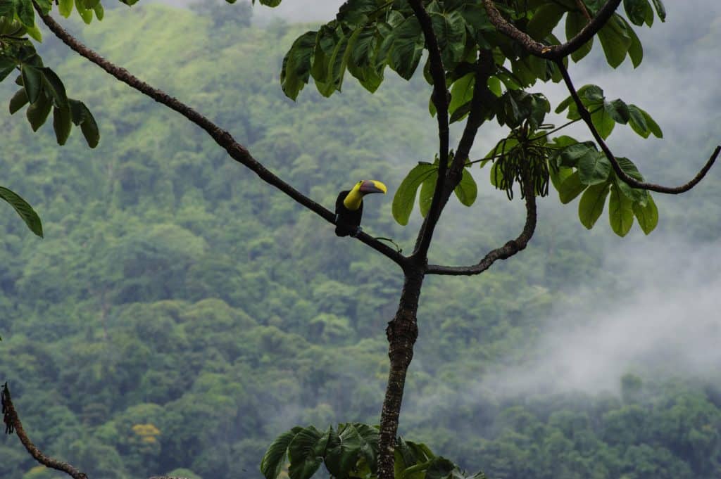 Dominical Toucan Wildlife