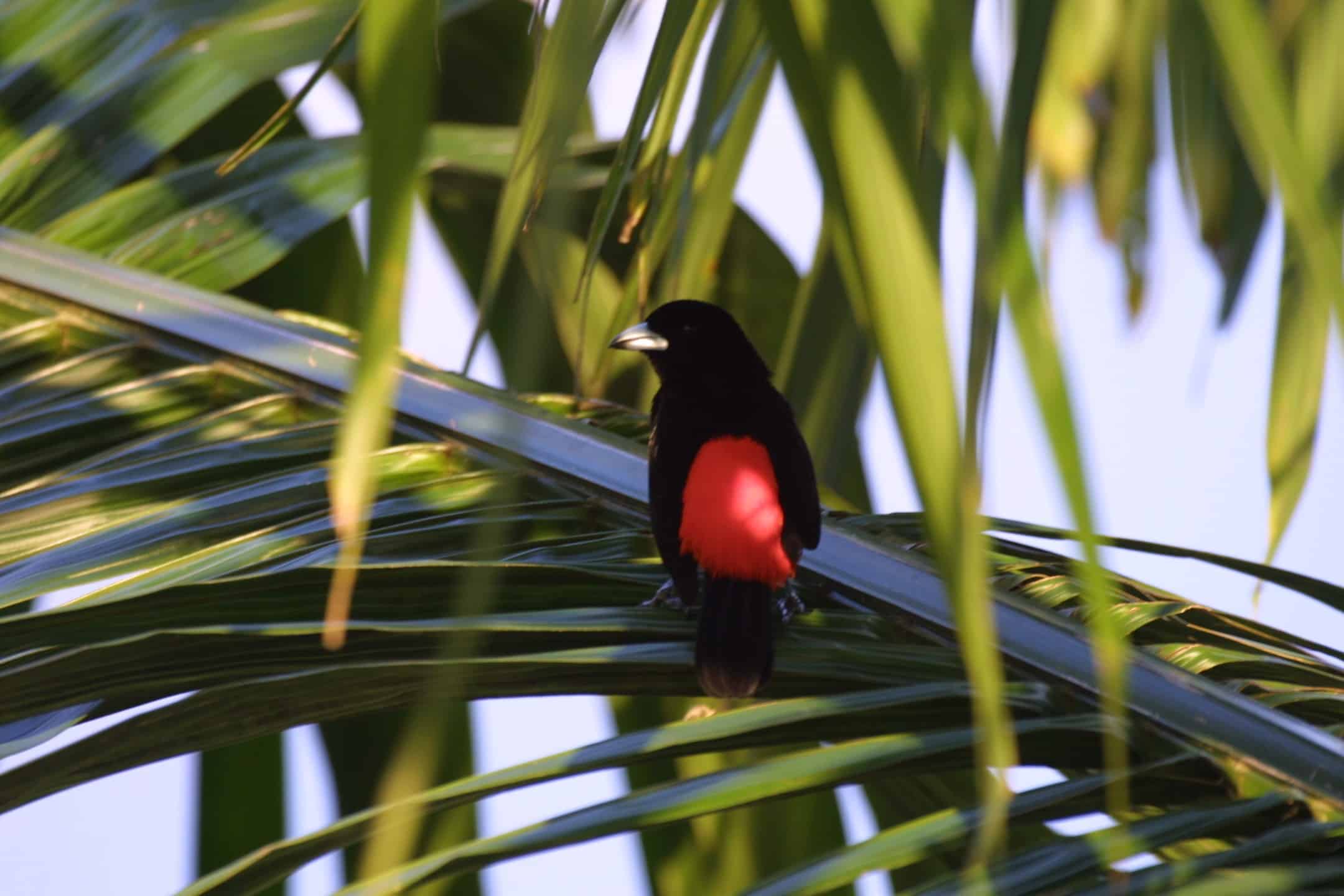 Top Ten Birding Destinations in Costa Rica