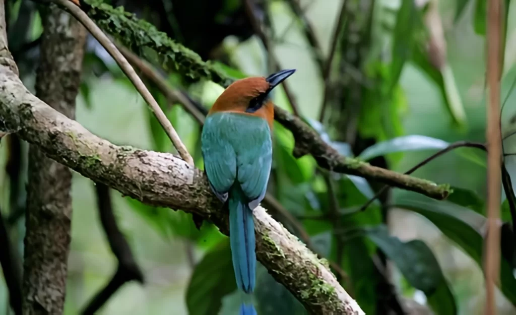 Birding Costa Rica Motmot