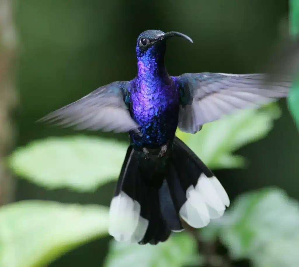 Birding Costa Rica Peace Lodge Hummingbird Garden