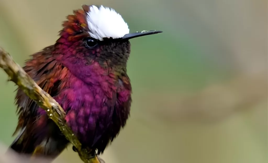Birding Costa Rica Snowcap