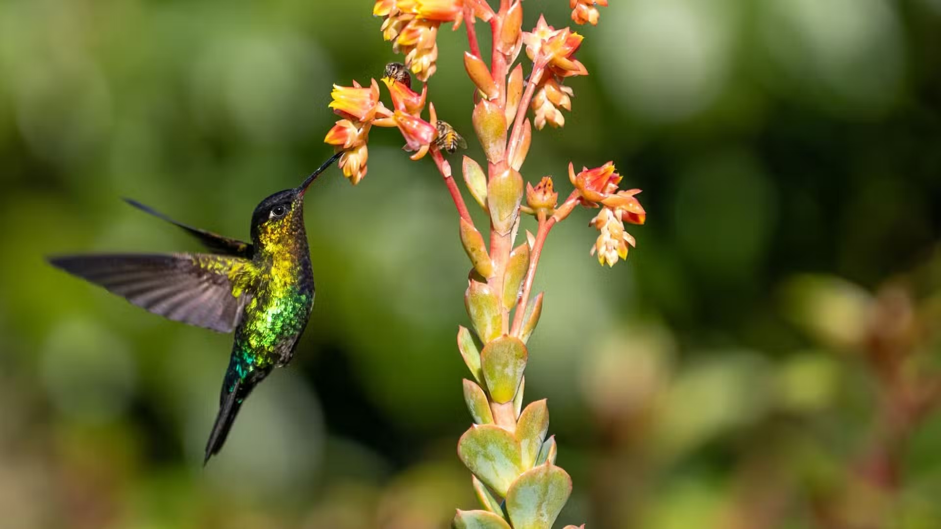 Costa-Rica-Birding-North-vacation.jpeg