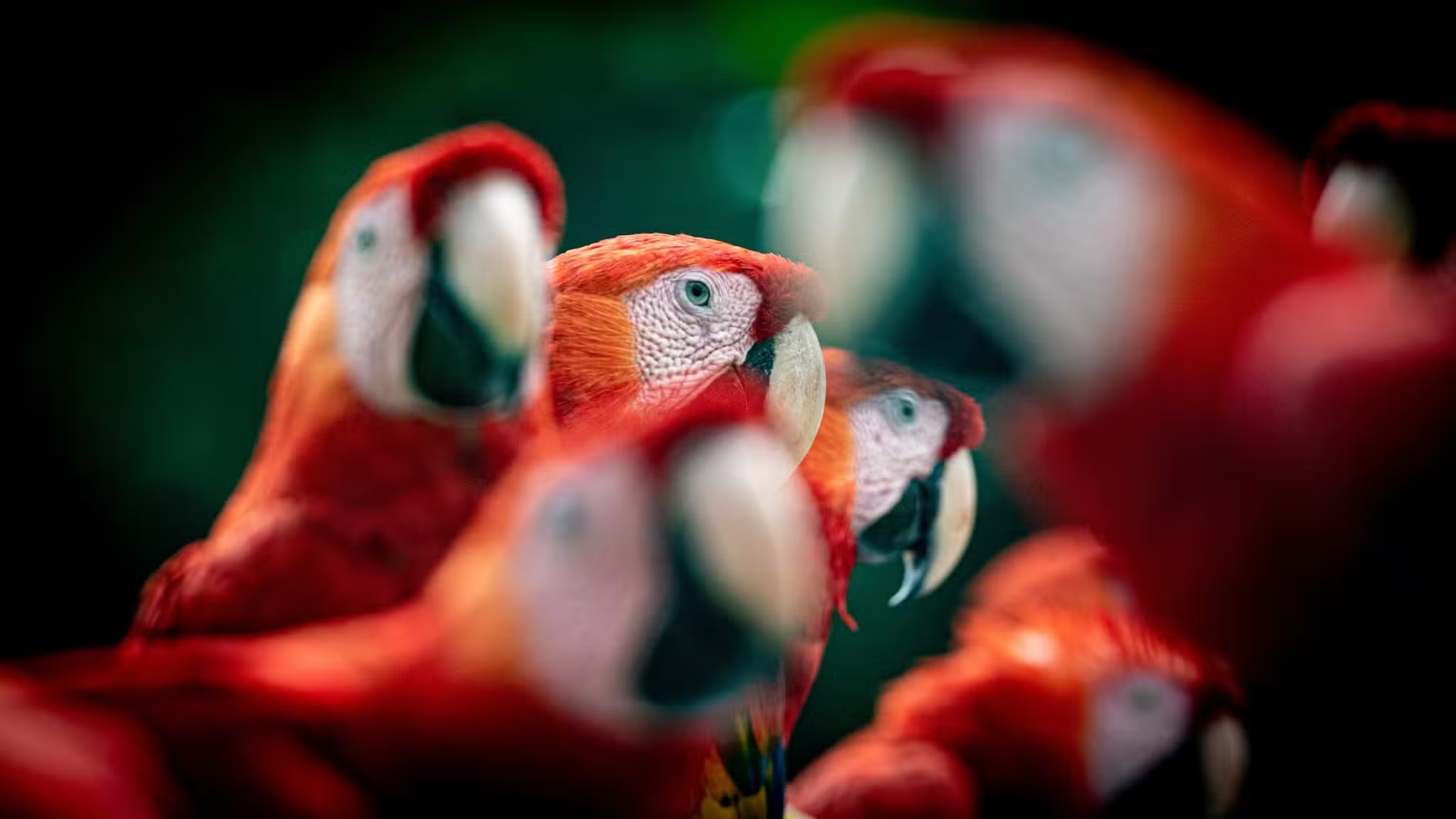 Costa Rica Birding South
