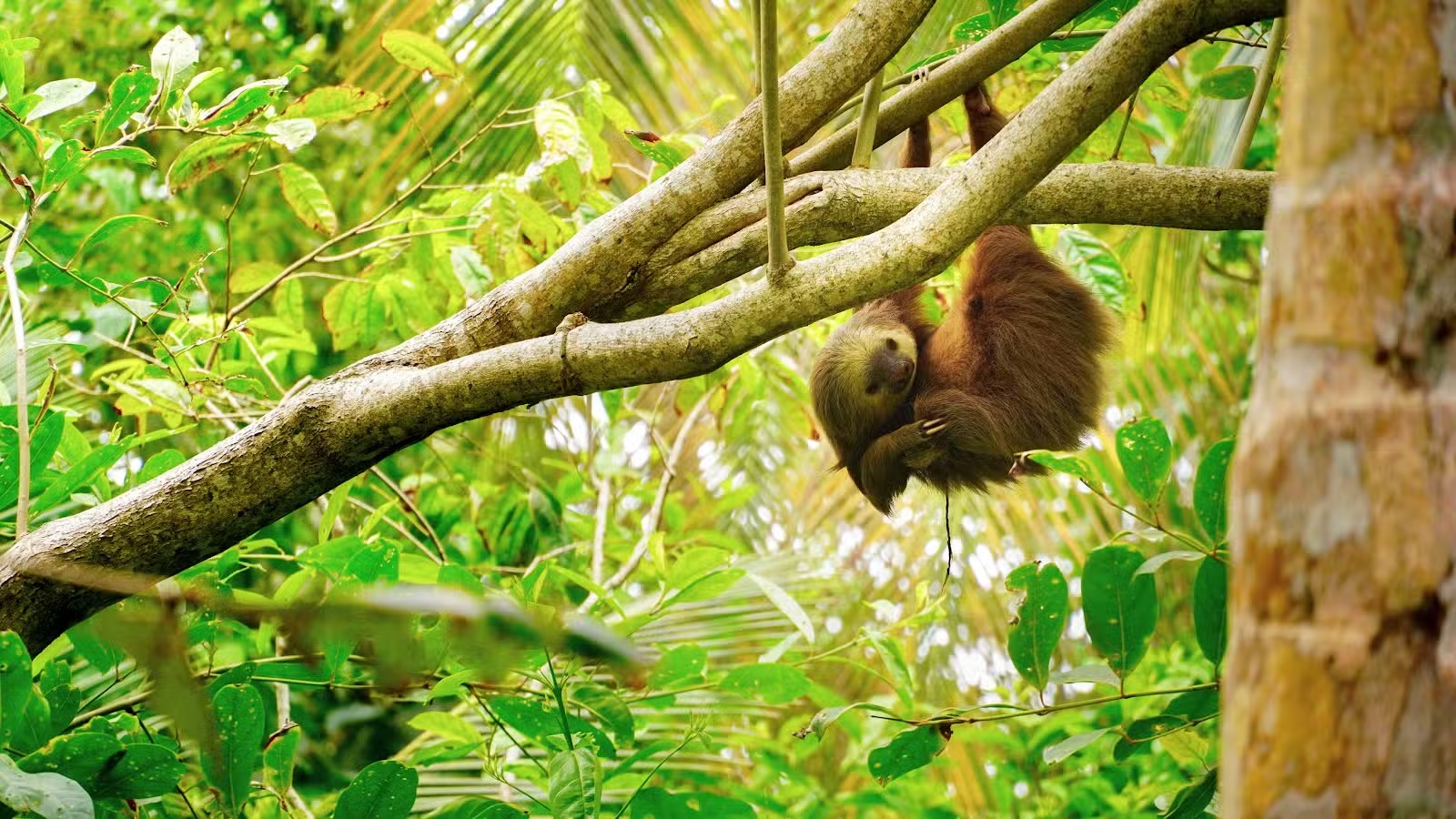 Sloths & Treehouses
