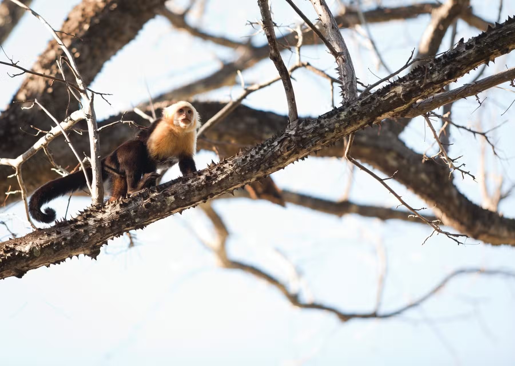 Show Me The Wildlife