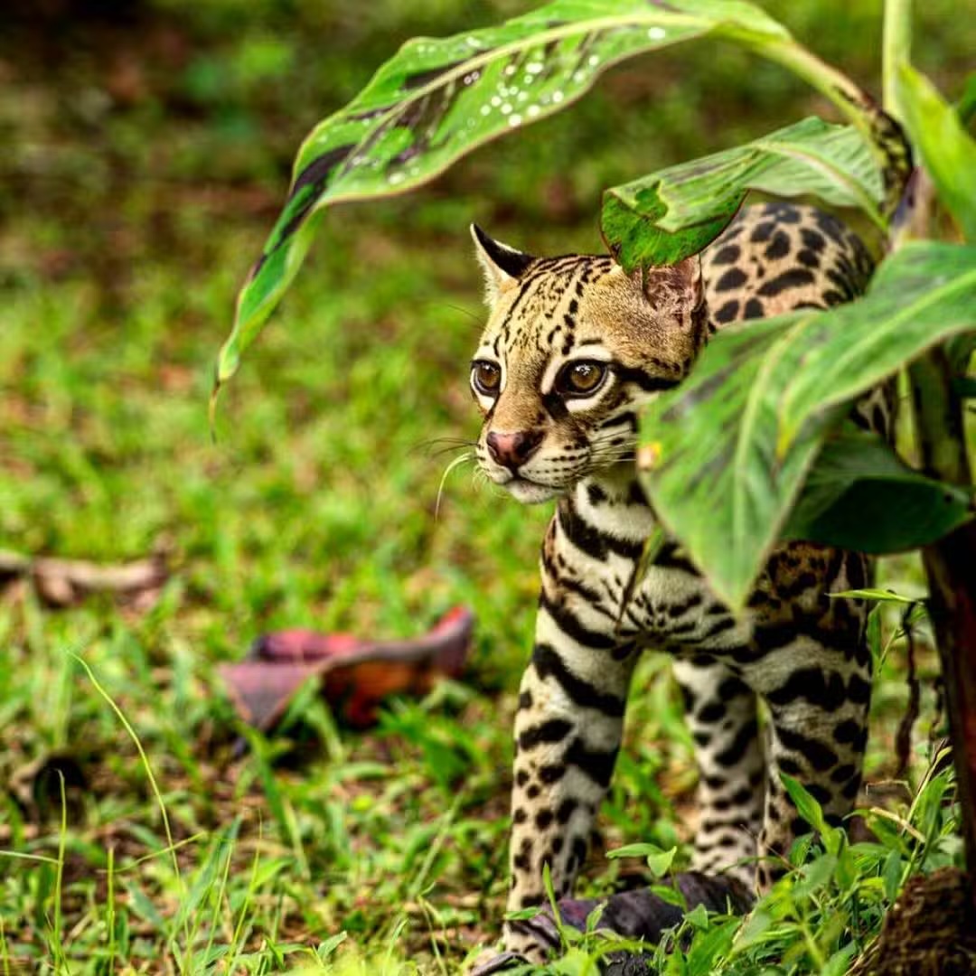 Wildlife Safari