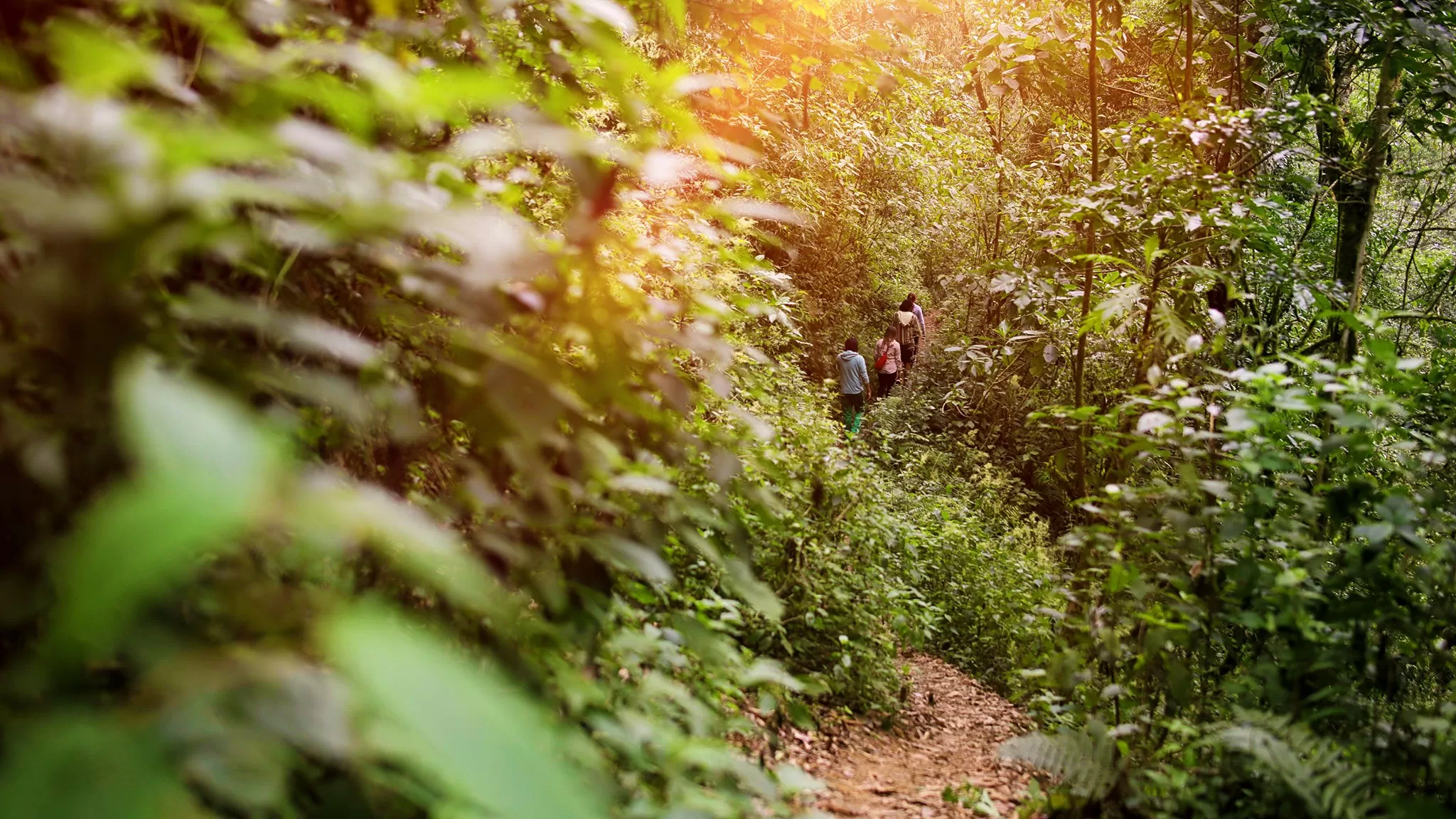 Best Costa Rica Hiking Tours & Trails