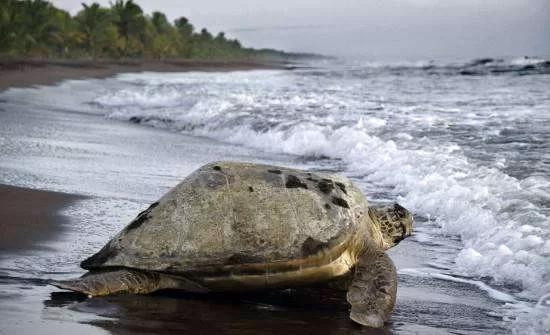 7 Best Places to See Wildlife in Costa Rica